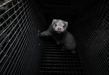 Mind in a cage