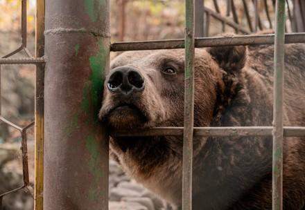 Bear Vova Bear Vova before rescue