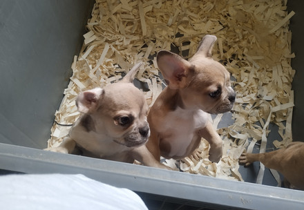 Puppies inside a box