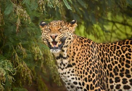 Leopard Bakari at LIONSROCK Leopard Bakari at LIONSROCK Big Cat Sanctuary, South Africa