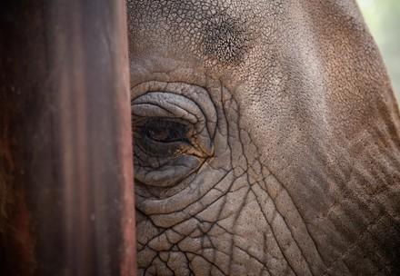 FOUR PAWS experts assess wellbeing of four African elephants in Pakistan