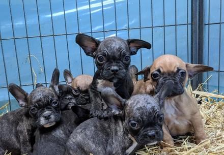 Puppies