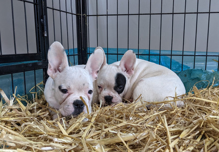 Two french bulldogs puppies