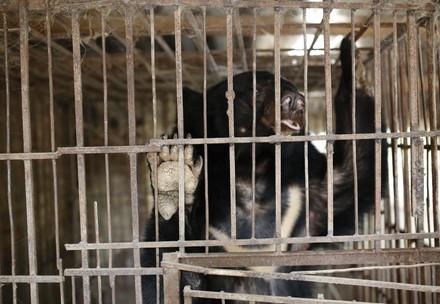 Rescue Bear Tu Do Tu Do in the cage she was kept
