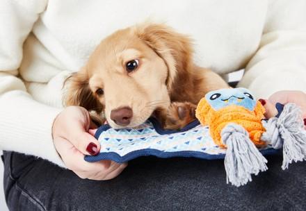 Puppy