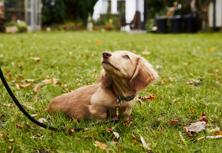 Blonde Dachshund on a leash