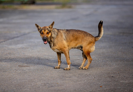 Dog on Hot Asphalt