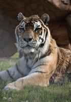 Year of the Tiger Fact Sheet 