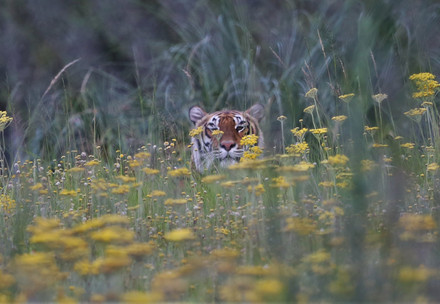 Tiger Bela