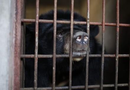 Rescue Nine Bile Bears Bear Thi