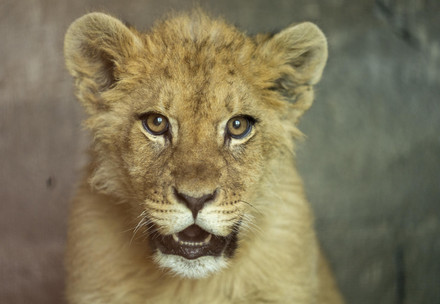 Rescue Lion Nikola Rescue lion cub Nikola