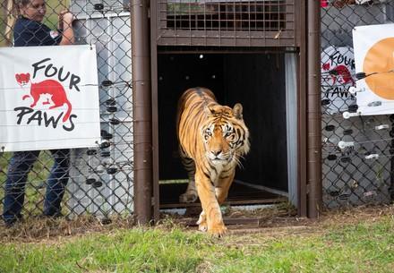 Argentinian Train Tigers arriving at LIONSROCK