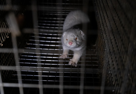 Mink 