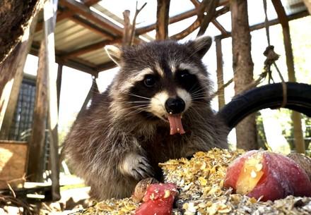 Raccoon at TIERART enjoying lunch Raccoon at TIERART enjoying lunch