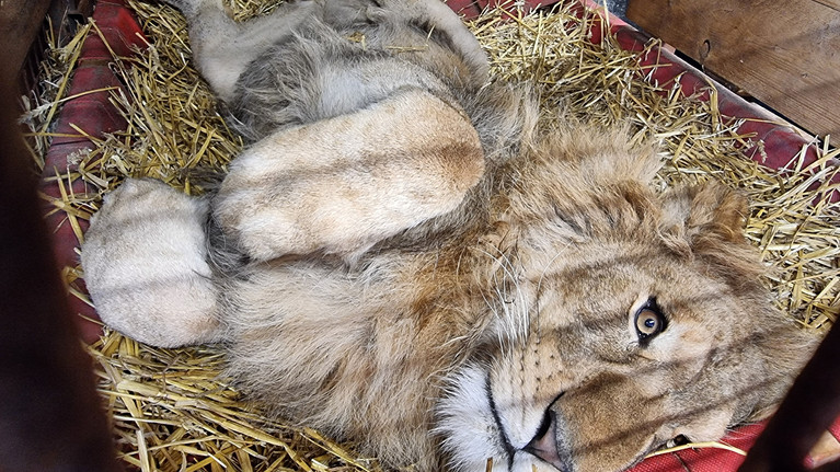 Lion Simba at FELIDA Big Cat Sanctuary