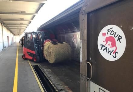 FOUR PAWS loading pet food supplies into a train headed to Ukraine