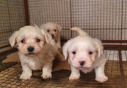 White puppies in the illegal puppy trade