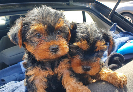 Puppies in the back of a car