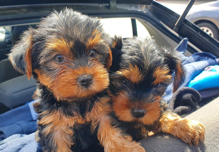 Investigation into the illegal puppy trade in Romania