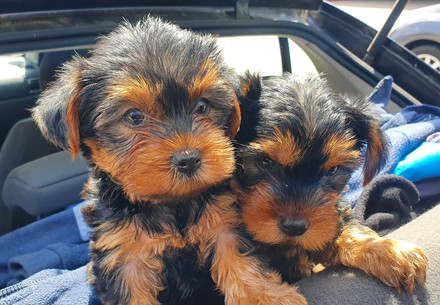 Protect Puppies on Social Media vs Reality Puppies inside the back of a car