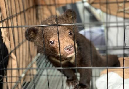 Rescue Bear cubs Bé and Em Rescue Bé and Em