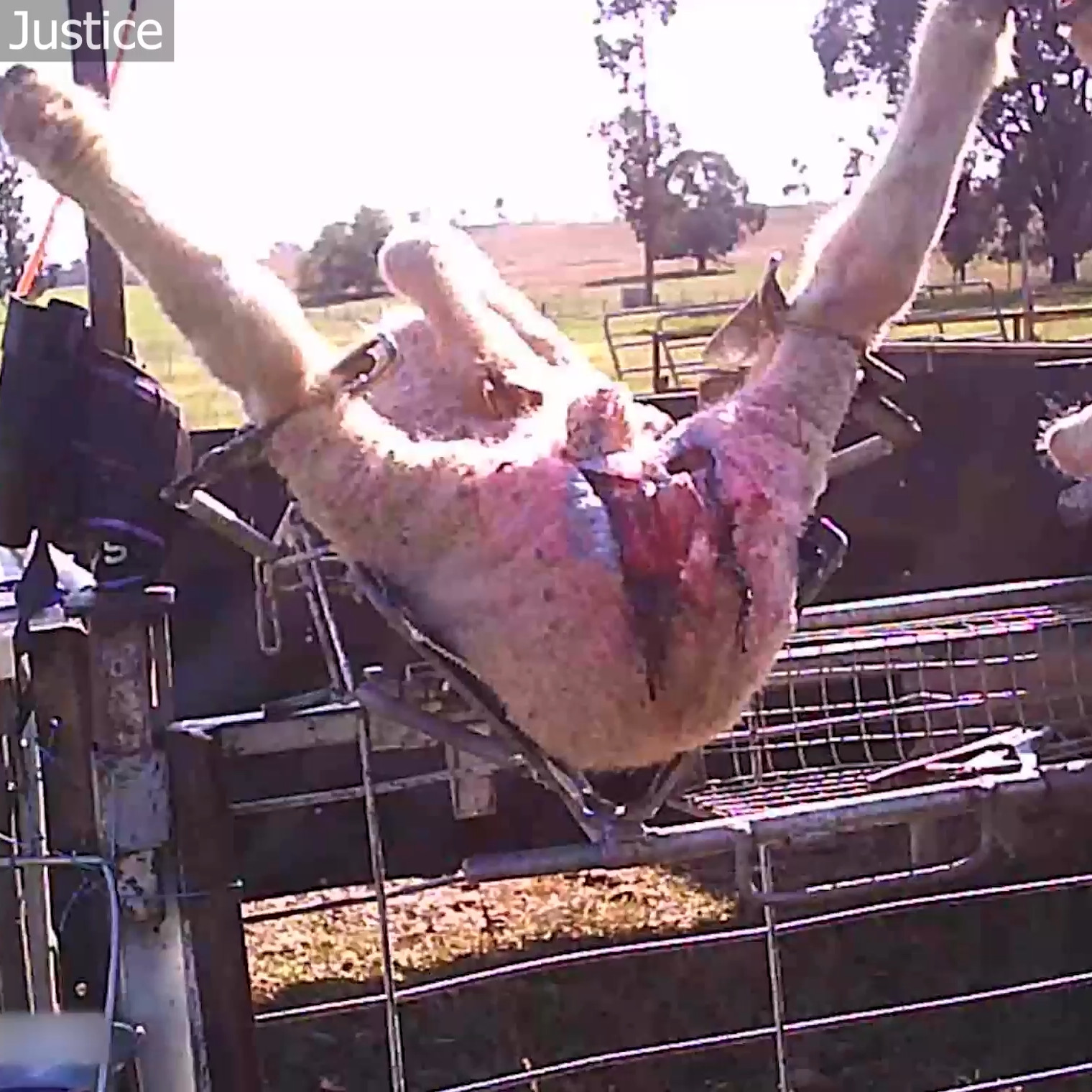 Live lamb cutting on lambs