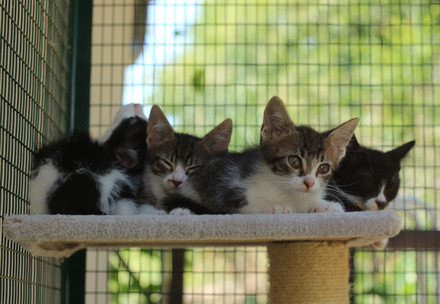 Group of cats