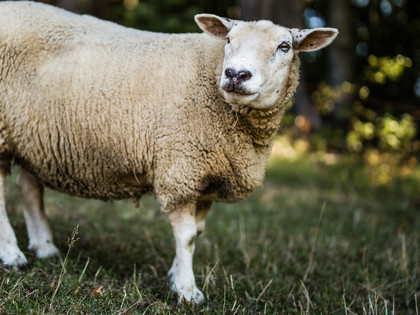 Sheep on a meadow