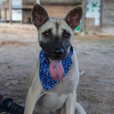 Rescue Dog Peter Parker