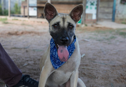 Rescue dog Peter Parker Rescued dog, Peter Parker, with tongue hanging out