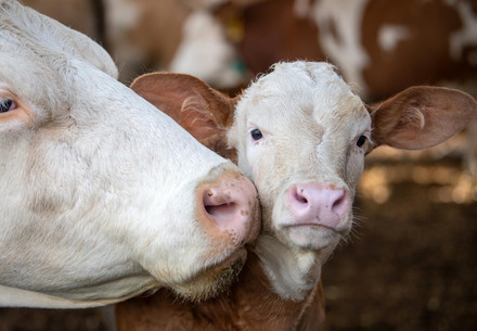 Calf with cow