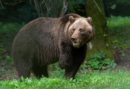 Bear Michal at BEAR SANCTUARY Mueritz