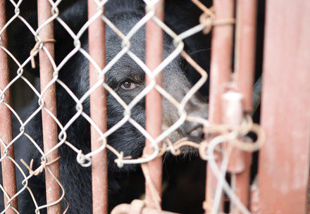 Rescue Bear Soi Bear Soi