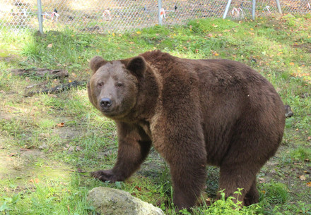 Rescue Bear Bakhmut Bear Bakhmut