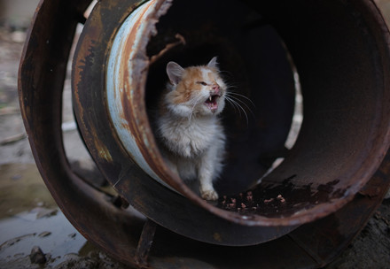 Rescue Cat Mozart Cat meowing in a metal cylinder