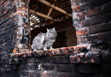 Cat in Ukraine