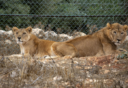 Rescue lions Kandaka and Mansour Lions Kandaka and Mansour