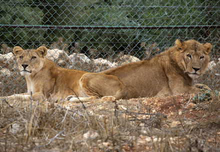 Rescued lions Kandaka and Mansour