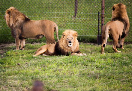 The Golden Pride at LIONSROCK Lions at LIONSROCK
