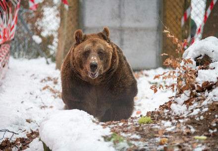Bear Mark at BEAR SANCTUARY Arbesbach