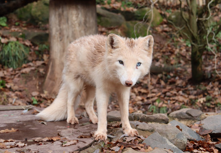 Rescue Fox Wukk Arctic fow Wukk sitting on a rock in the outdoor enclosure at TIERART