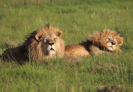 Lions Ivan and Cornel Lions Ivan and Cornel