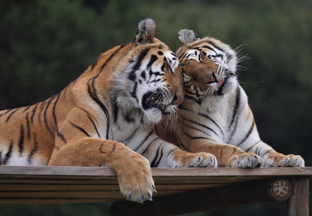 Legacy Event Two tigers cuddling