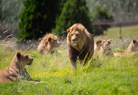 Lions at LIONSROCK