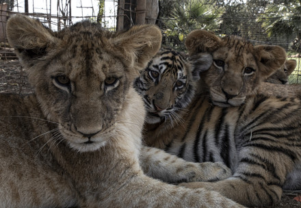 Group of three lion and tiger cubs