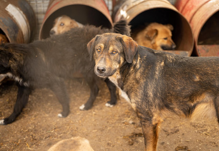 Stray dog in Constanta, Romania