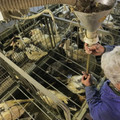 Force-feeding of a duck Force-feeding of a duck