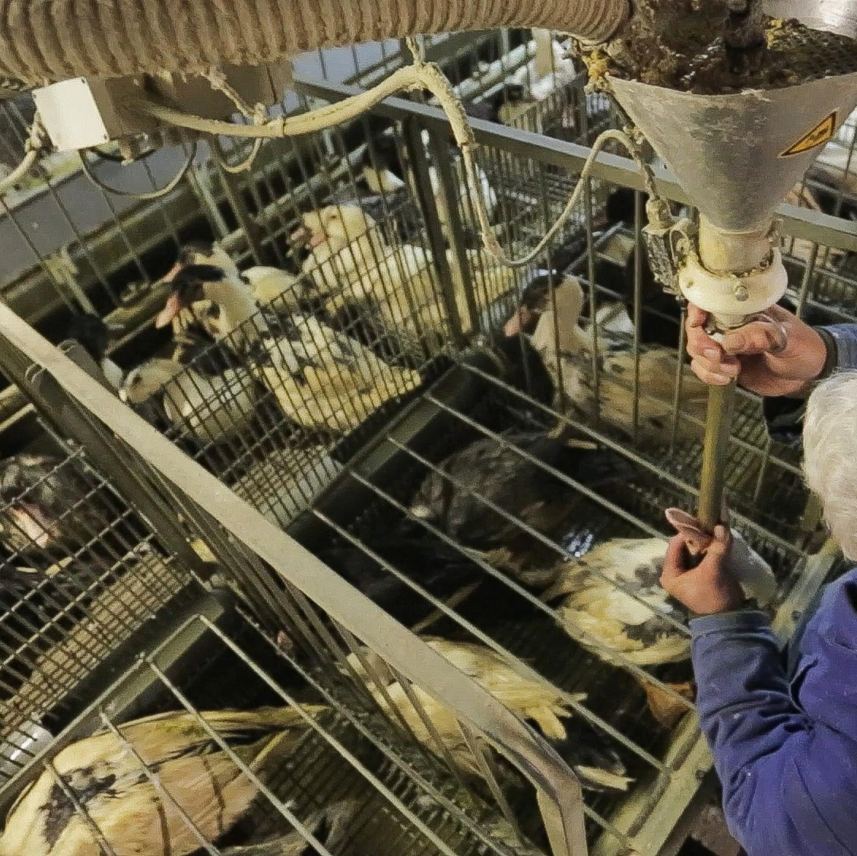 Force-feeding of a duck Force-feeding of a duck