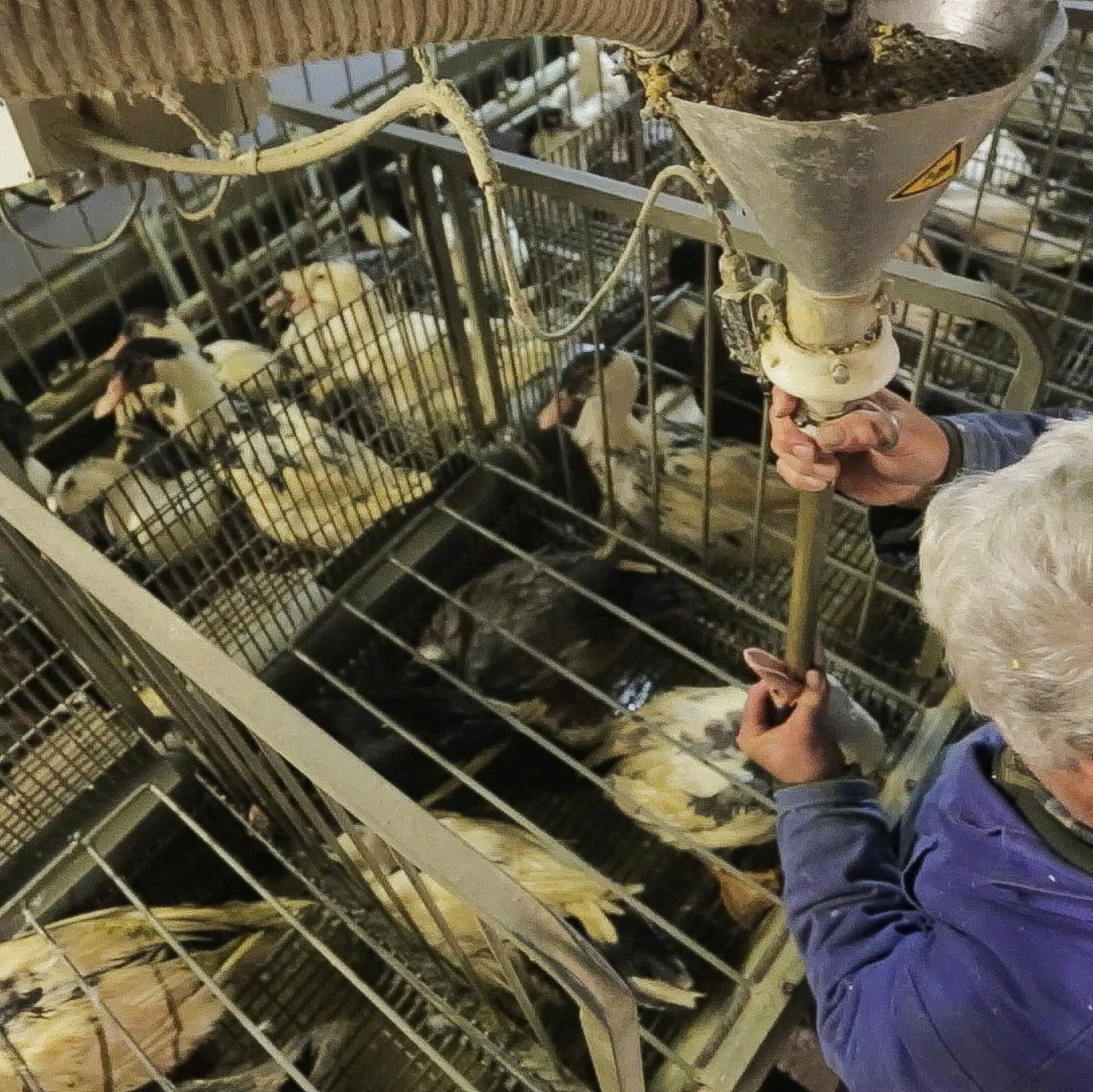Force-feeding of a duck Force-feeding of a duck