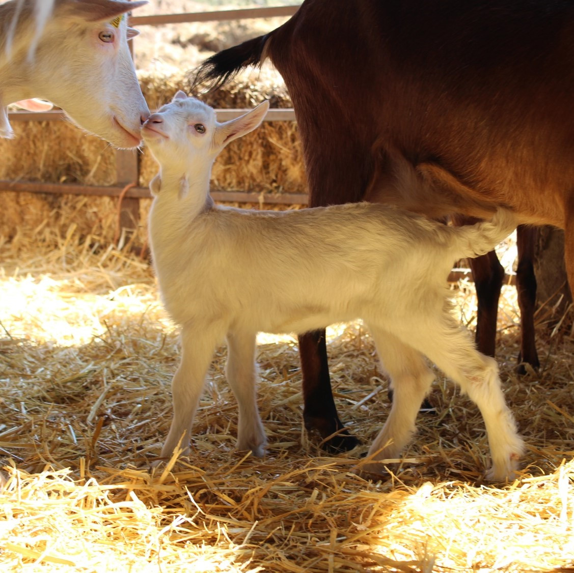 Goat with baby goat